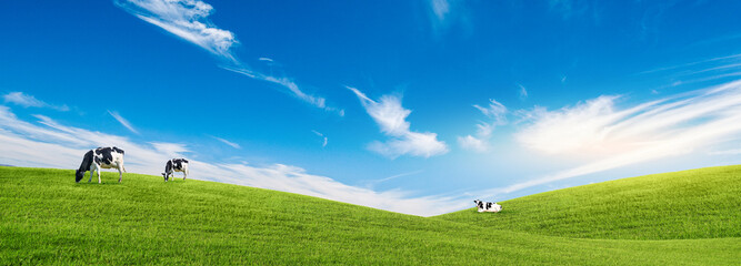 Green Pasture Panorama: A serene panorama captures three cows leisurely grazing on a vibrant green pasture, beneath a vast, cloud-speckled, brilliant blue sky.