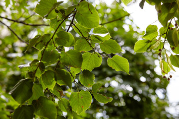 Green leaves of trees in the park at summer. Greenery in the rays of light. Blurred image, selective focus