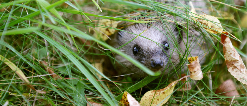 Igel im Herbstlaub