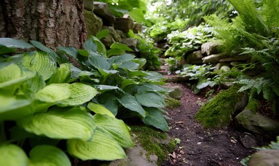 Obraz premium Earthy woodland hosta garden blending greens and browns, mossy textures and organic soil tones
