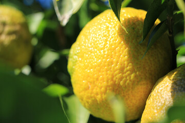 黄色に色づいたユズ