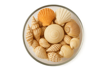 Seashell assortment in glass bowl transparent background