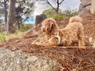 Cute Small Dog Chewing Stick in Forest with Burrs in Fur – Playful Profile Pose Outdoors