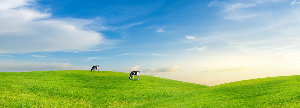 Rolling Pasture and Cows: capture a serene landscape featuring cows grazing on a lush, rolling green pasture under a vast, bright blue sky with fluffy clouds.  - Powered by Adobe