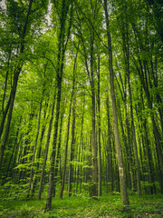 Obraz premium Green Forest Canopy