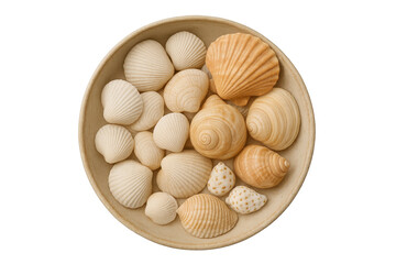 Collection of natural seashells in a bowl transparent background