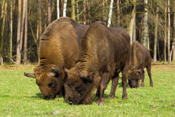 Stado żubrów w starych jesiennych lasach Pszczyny Jankowice Polska