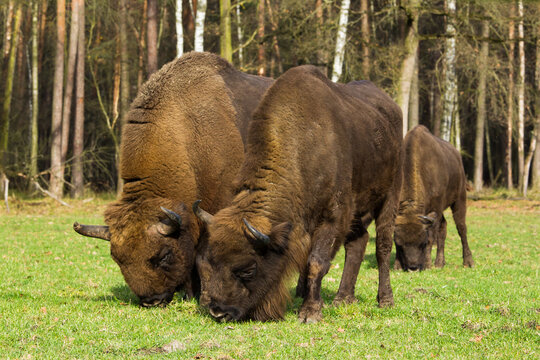 Stado żubr&oacute;w w starych jesiennych lasach Pszczyny Jankowice Polska