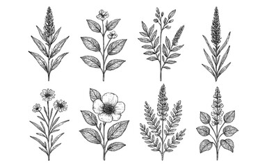 Hand-drawn botanical herbs and wildflowers collection set in vintage style