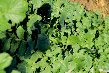 青々としている大根の葉