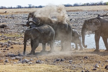 Elefanten in Okaukuejo