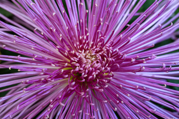 Chrysanthemum close-up showcasing vibrant color