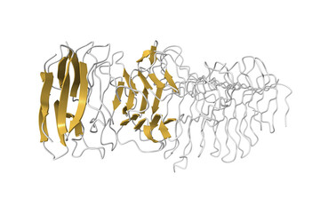 Structure of a novel Hyaluronidase (Hyal_Sk) from Streptomyces koganeiensis. 3D cartoon model,...