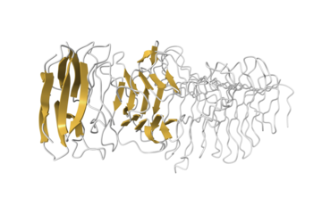 Structure of a novel Hyaluronidase (Hyal_Sk) from Streptomyces koganeiensis. 3D cartoon model, secondary structure color scheme, PDB 4ufq