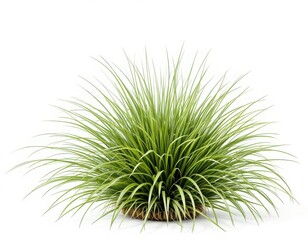 Grass Plant's Tranquility: A lush, vibrant green grass plant, exuding freshness and serenity, sits gracefully, showcasing the natural beauty of the plant world.