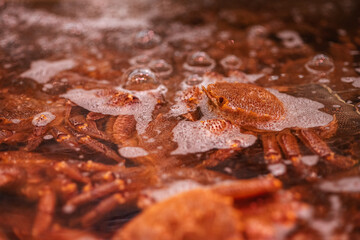 A close-up of the Hokkaido Horsehair crab remains above the water with oxygen bubbles while kept in a live tank at Otaru seafood market, Hokkaido, Japan.