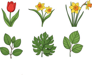 Colorful botanical illustration of tulip, daffodil flowers and green leaves, spring floral collection, hand drawn nature design vector artwork
