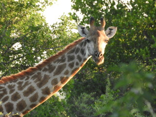 Girafe
