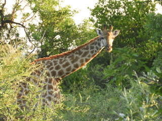 Girafe