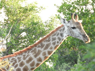 Girafe