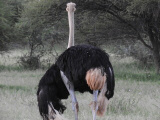 Autruche de dos