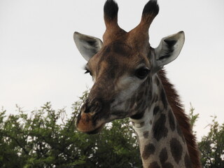 Girafe