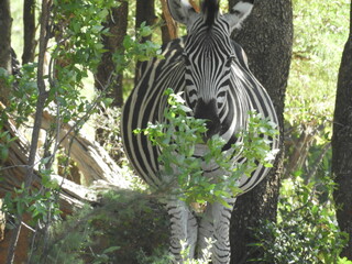 Z&egrave;bre femelle enceinte