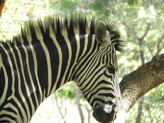 Z&egrave;bre de profil