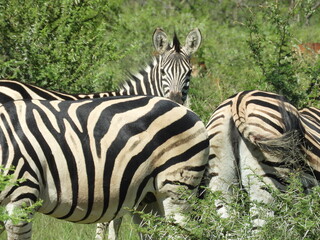 Troupeau de z&egrave;bre