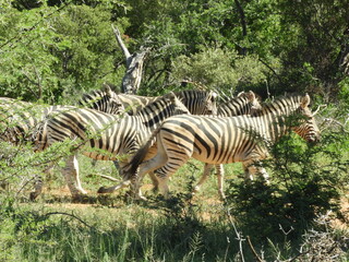 Troupeau de z&egrave;bres