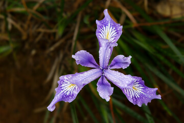Flower of the Douglas Iris (Iris douglasiana) in natural habitat and with raindrops, Northern California