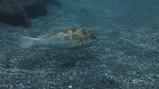 水底の魚