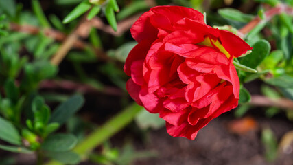Vibrant red Portulaca flower in full bloom, showcasing delicate petals and lush greenery