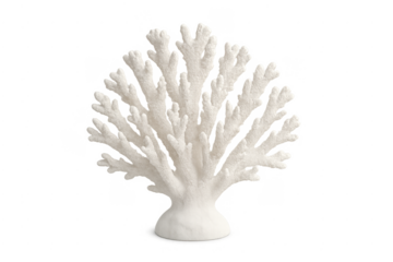 White ocean coral skeleton on transparent background