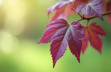 Red purple leaves with delicate veins grow on tree branch. Soft sunlight creates bright lens flare bokeh in blurry green natural background. Fresh young foliage shows beautiful plant life, vibrant