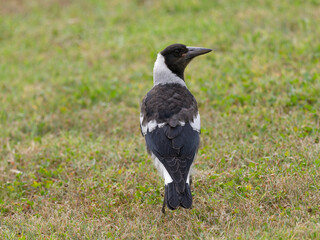 Australian Magpie (Gymnorhina tibicen) standing on  grass viewed from behind.