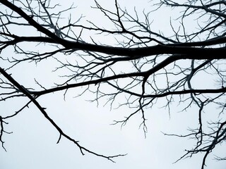 Bare branches of a winter tree reaching towards a grey sky, sky, tree