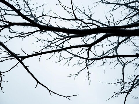 Bare branches of a winter tree reaching towards a grey sky,  sky,  tree
