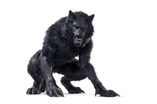 black werwolf horror creature isolated on white or transparent png