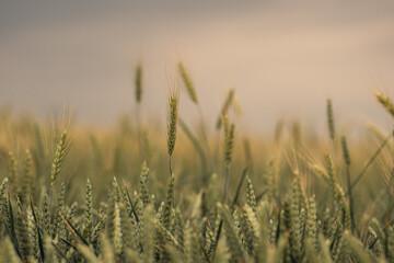 Obraz premium Close-up of golden wheat field with soft sunlight during harvest season