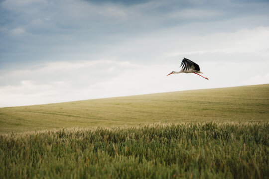 Stork flying over a lush green field under a cloudy sky during daytime - Powered by Adobe