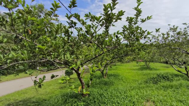 A wide and expansive guava orchard is shown with many trees planted in large numbers. The guava trees are spaced to ensure healthy, producing delicious, quality fruit for commercial sale.