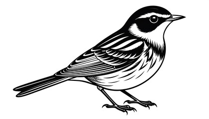 Fototapeta premium Detailed ink drawing of a small bird perched, facing right, on a white background, with intricate feather detail