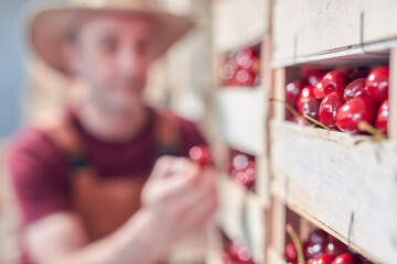 Farmer working and arranging freshly picked cherries in wooden crates.
