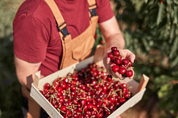 Farmer picking fresh red cherries on a farm.