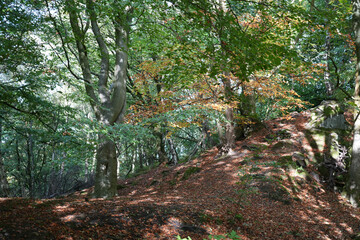 Dappled Sunlight Illuminating Autumn Leaves On A Sloped Forest Floor With Ancient Trees And Moss-covered Rocks At Black Rocks, Cromford, Derbyshire.