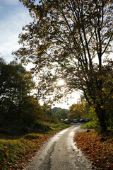 Sunburst Through Autumn Leaves On A Winding Wet Road At Black Rocks, Cromford, Derbyshire. Golden Light On Trees And Fallen Foliage In A Peaceful Woodland Scene.