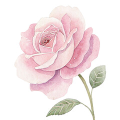 Watercolor Pink Rose Clipart – Elegant Floral PNG