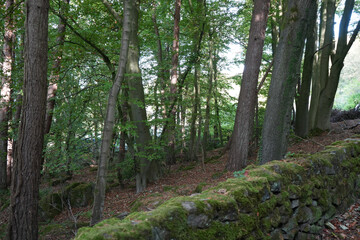 Sunlight Filters Through Dense Woodland Trees Onto A Moss-covered Stone Wall In The Vibrant Natural Landscape Of Black Rocks, Cromford, Derbyshire.