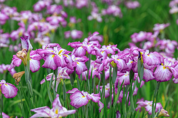 北海道苫小牧市、錦大沼ハナショウブ園で咲き誇るハナショウブ・長生殿（江戸系）【7月】